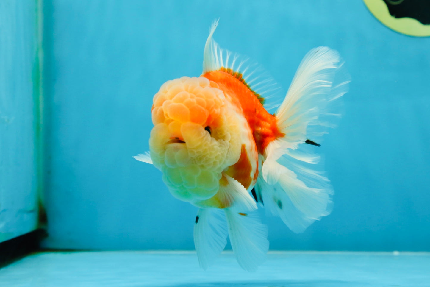 A Grade Sakura Oranda Male 4.5-5 inches #052325OR_06