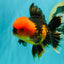 A Grade Apache Oranda Male 5.5 inches #102326OR_15