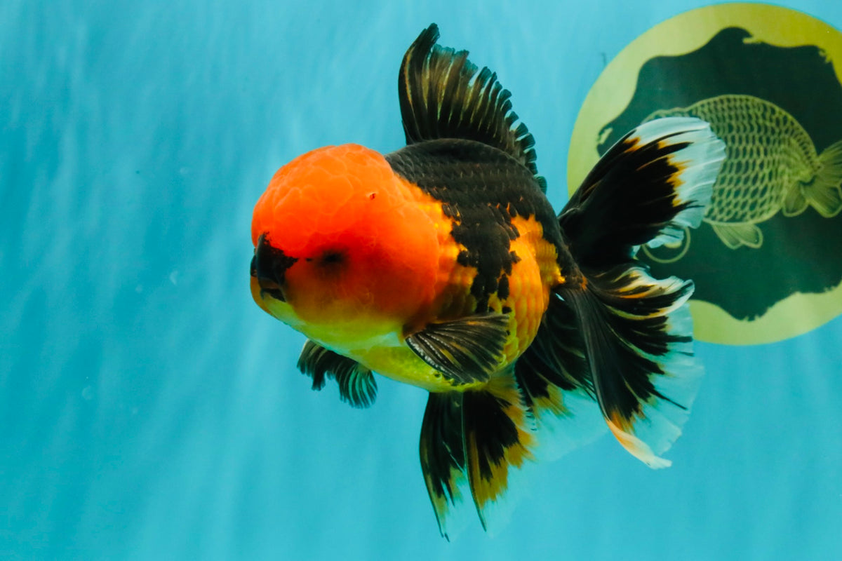 A Grade Apache Oranda Male 5.5 inches #102326OR_15