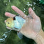 A Grade Lemonhead Tricolor Oranda Male 5 inches #111524OR_26