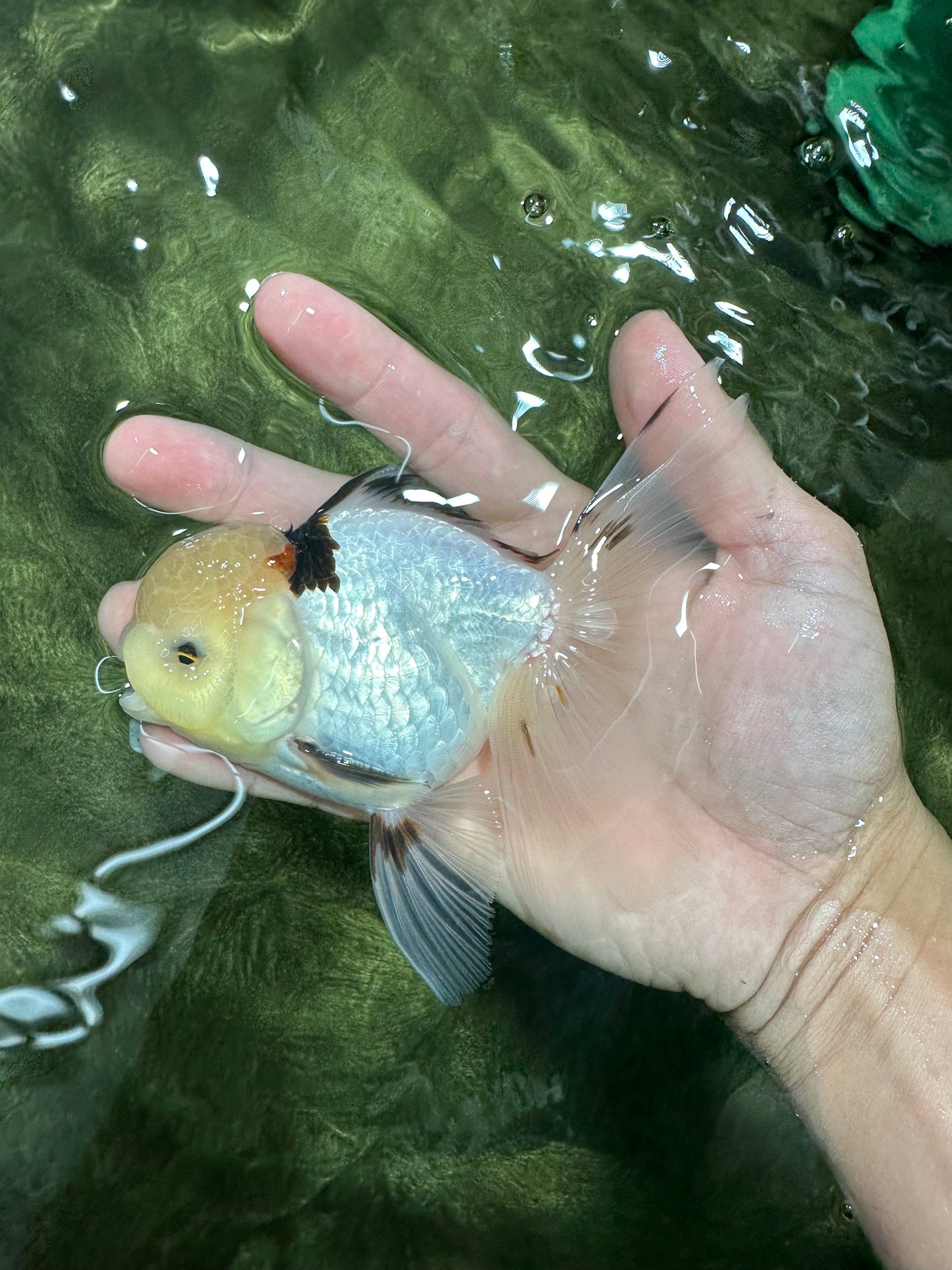 A Grade Lemonhead Tricolor Oranda Male 5 inches #111524OR_26