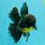 BATMAN AAA Grade Kirin Oranda Male 6.5 inches #080726OR_14