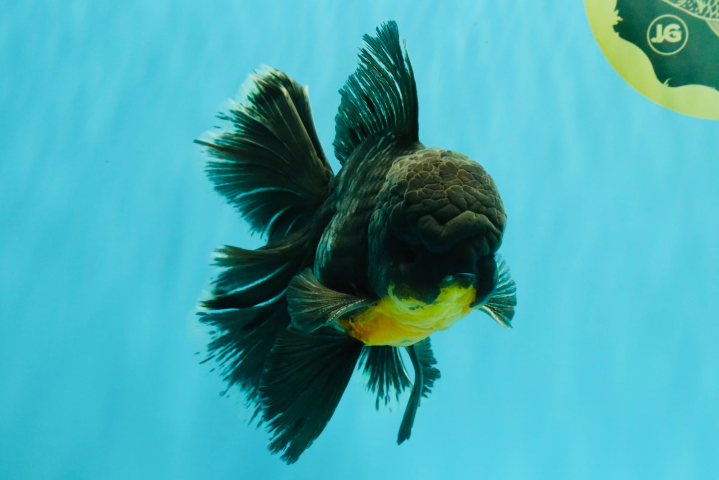 BATMAN AAA Grade Kirin Oranda Male 6.5 inches #080726OR_14