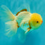 CHICKIE A Grade Red White Oranda Male 6 inches #090426OR_12