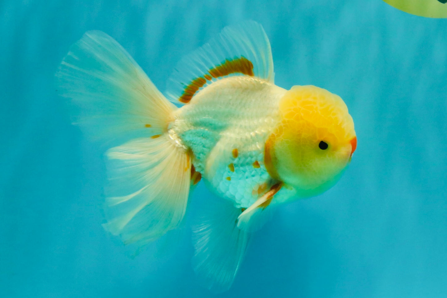CHICKIE A Grade Red White Oranda Male 6 inches #090426OR_12