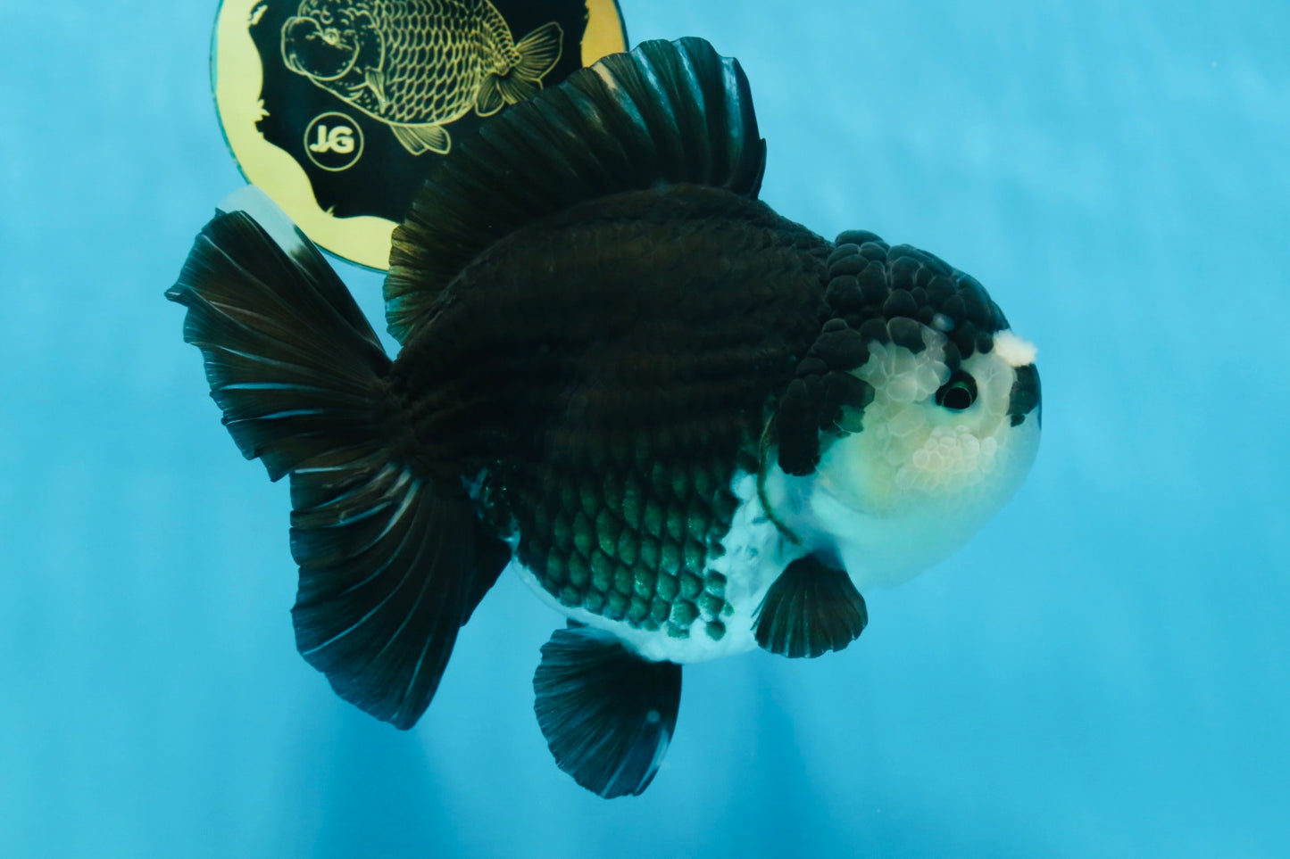A Grade Pompom Panda Oranda Female 6 inches #101725OR_31