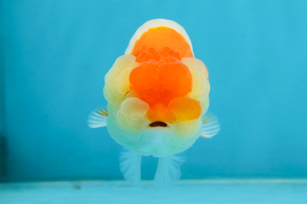 AAA Grade Young Red White Kohaku LionQueen 4 inches #101025LC_09