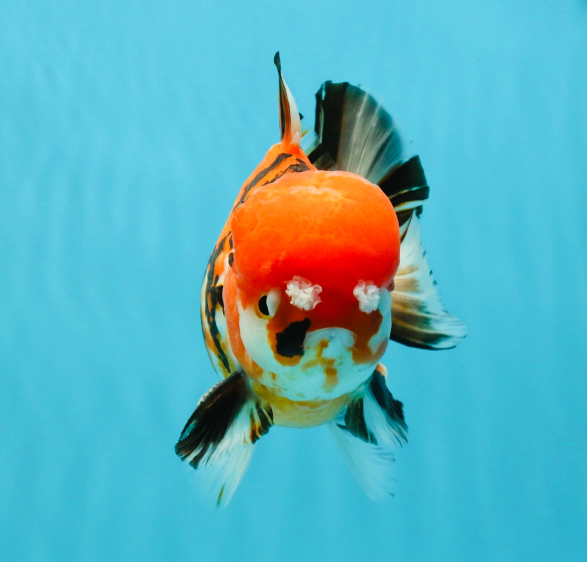 Pompom Tiger Yuanbao Male 5.5 inches #022726YB_07