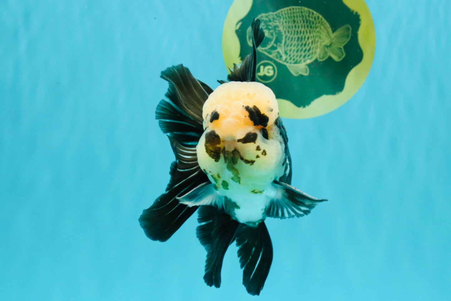 AAA Grade Panda Button Eyes Oranda Male 5.5 inches #031326OR_25