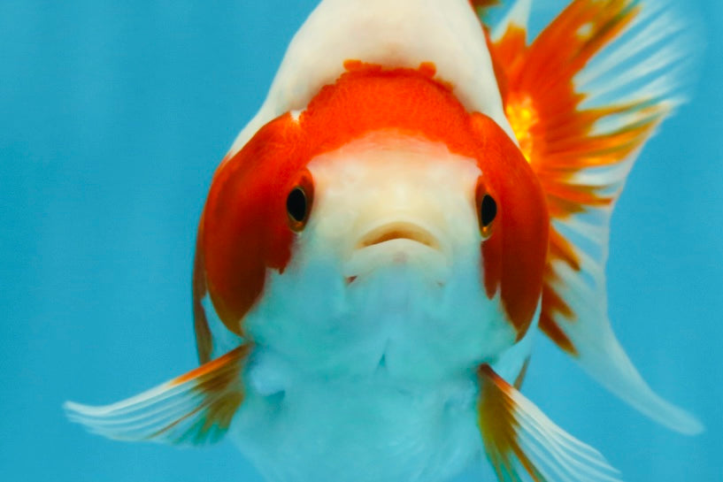 AAA Grade Red White Ryukin Female 5 inches #052325RK_23