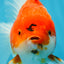SUPER CHONKY A Grade Sakura Oranda Male 5.5-6 inches #120525OR_03