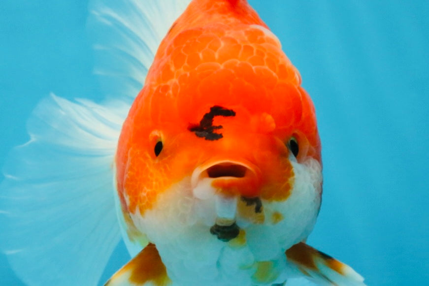 SUPER CHONKY A Grade Sakura Oranda Male 5.5-6 inches #120525OR_03