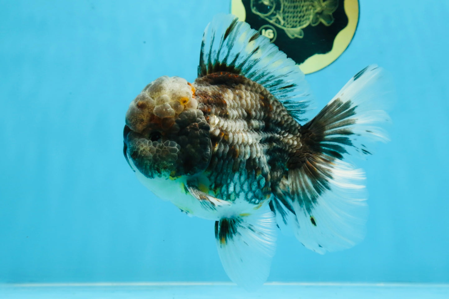 AAA Grade JUMBO Godzilla Kirin Oranda Male 5.5-6 inches #101725OR_24