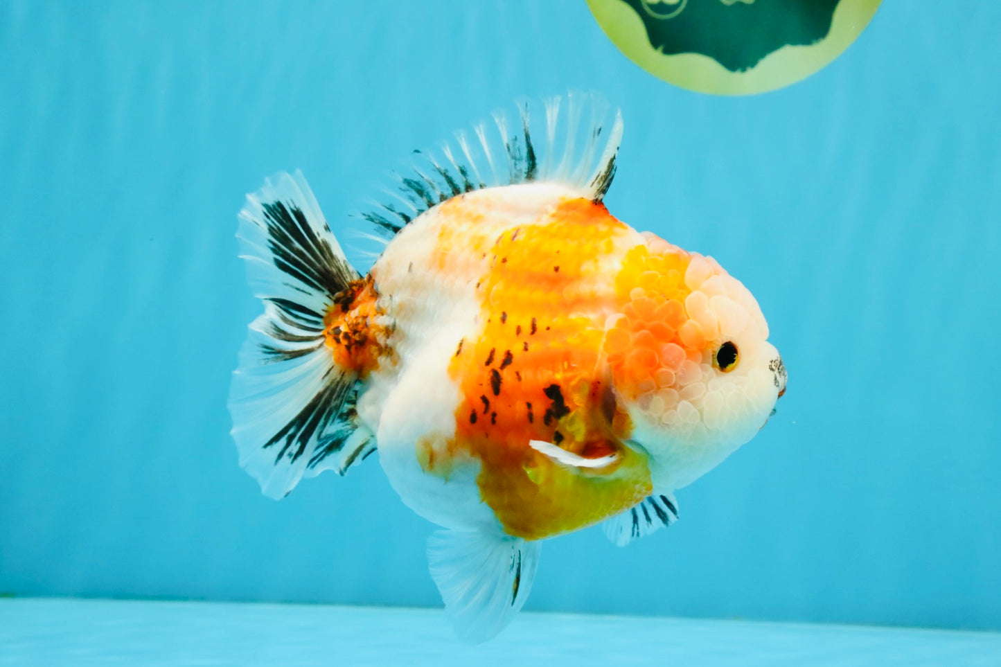 A Grade Sakura Yuanbao Female 5.5 inches #041026YB_24