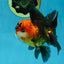 A Grade Dragon Tricolor Oranda Male 5 inches #060625OR_18