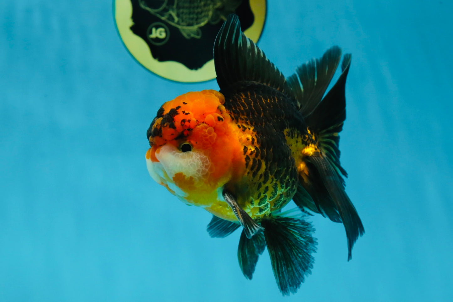 A Grade Dragon Tricolor Oranda Male 5 inches #060625OR_18