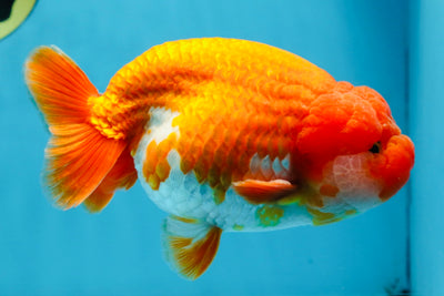 A Grade CHUBBY Red White LionKing 5.5 inches #100325LC_06