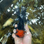 AAA Grade LAVA Tricolor Oranda Male 6 inches #090525OR_12