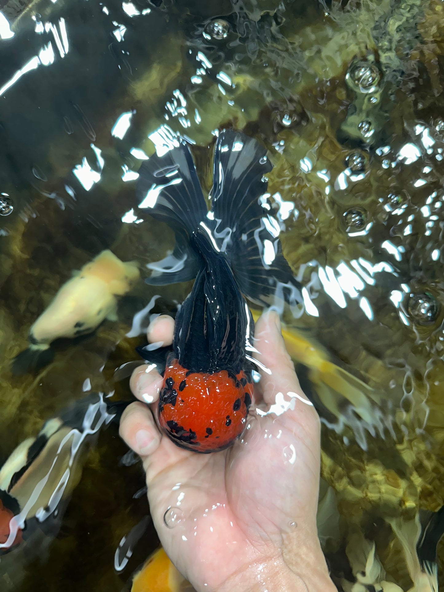 AAA Grade LAVA Tricolor Oranda Male 6 inches #090525OR_12