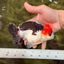 SUPER CUTE A Grade Tricolor Yuanbao Male 5.5 inches #051526YB_09