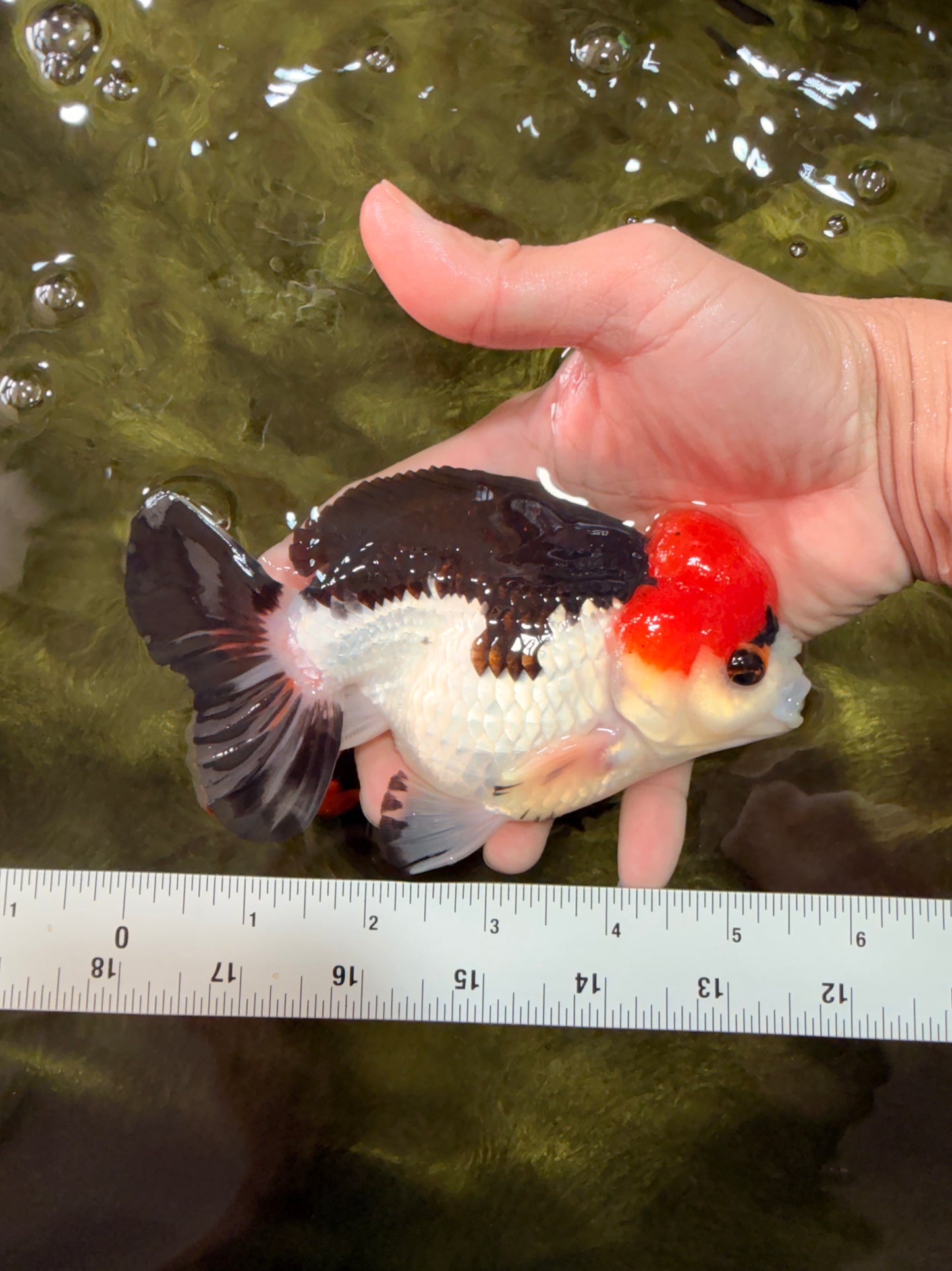 SUPER CUTE A Grade Tricolor Yuanbao Male 5.5 inches #051526YB_09