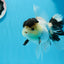 AAA Grade Panda Black Tancho Oranda Male 5 inches #0913OR_11