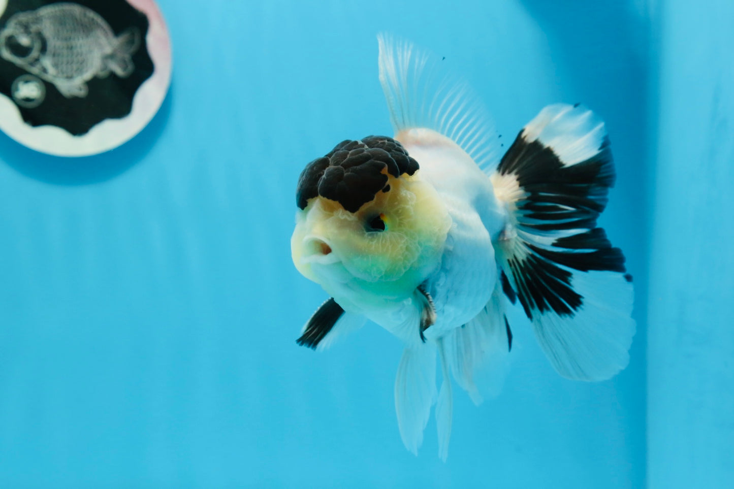 AAA Grade Panda Black Tancho Oranda Male 5 inches #0913OR_11