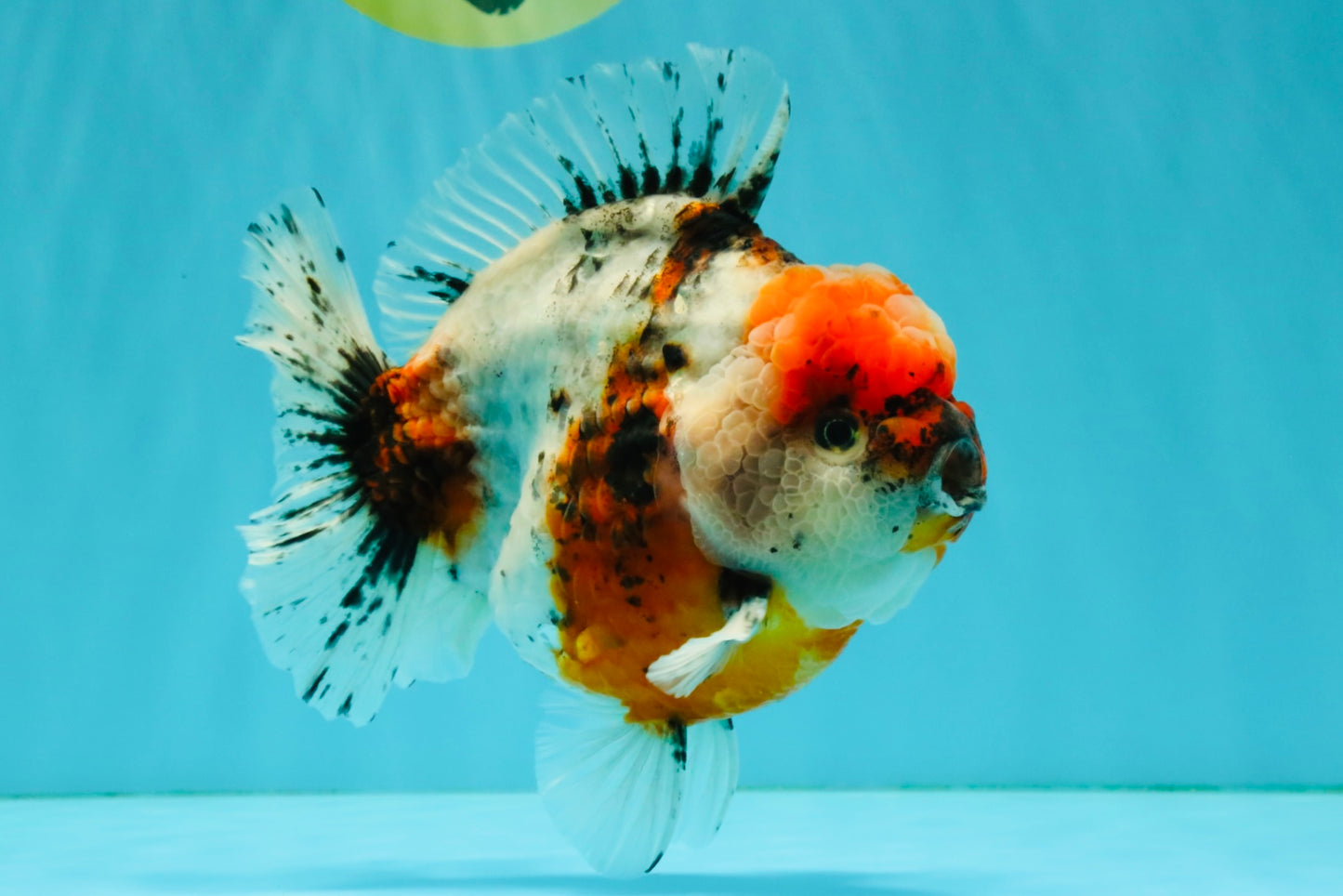 AAA Grade Marble Calico Yuanbao Male 6 inches #041726YB_18