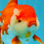 JUMBO AAA Grade Red White Oranda Female 7 inches #040326OR_22