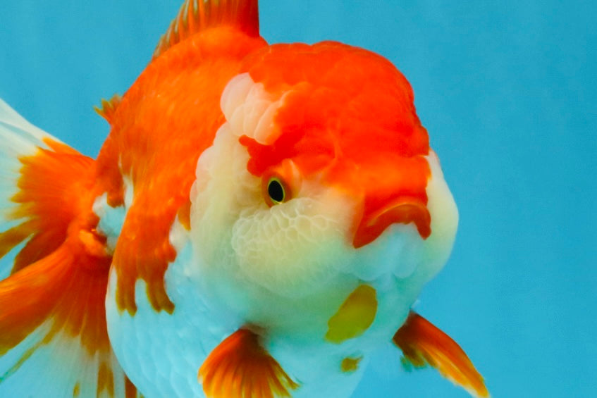 JUMBO AAA Grade Red White Oranda Female 7 inches #040326OR_22