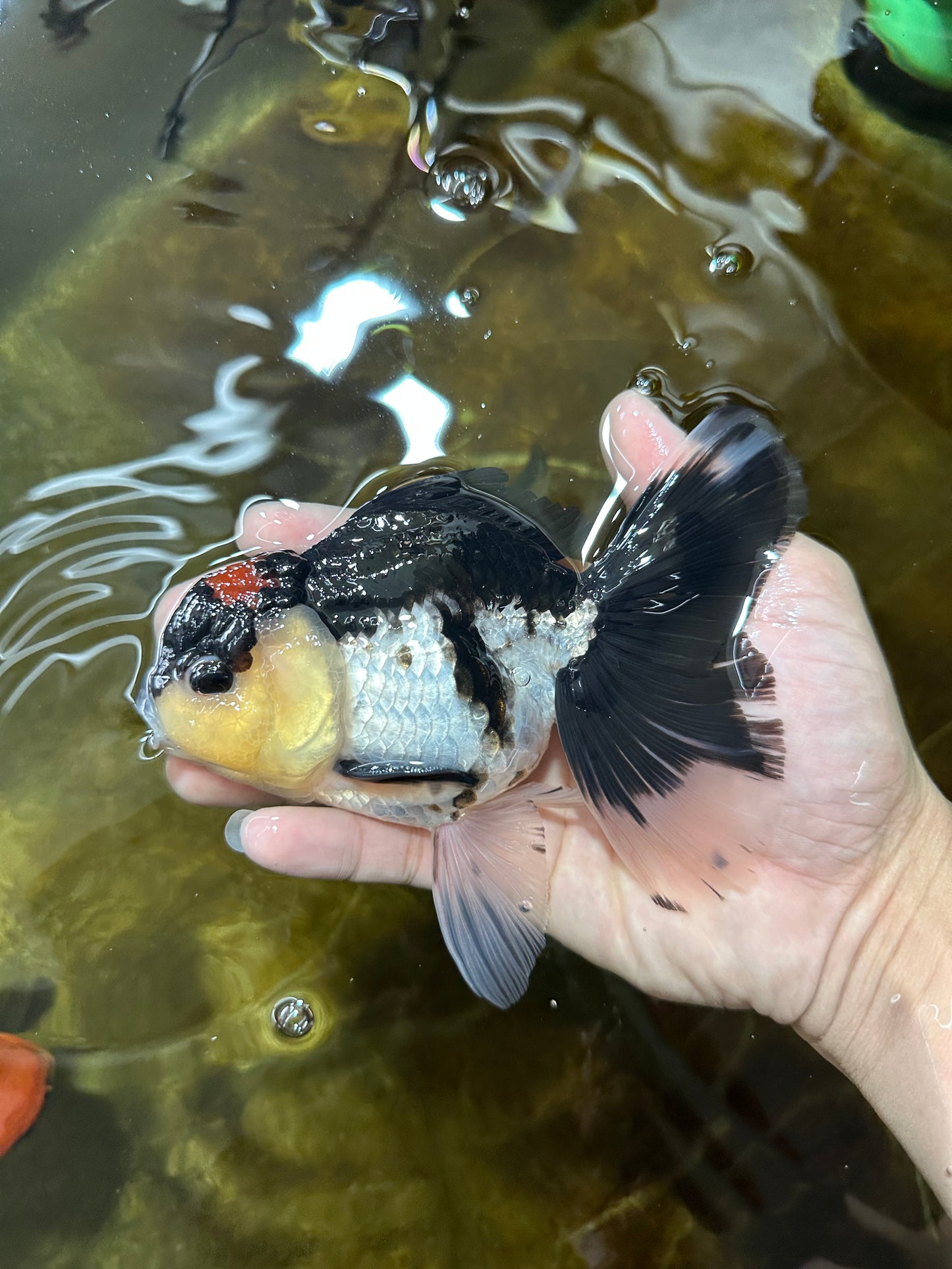 A Grade Tricolor Button Eyes Oranda Male 5.5 inches #080825OR_06