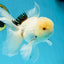 A Grade White Oranda Male 5.5 inches #052325OR_02