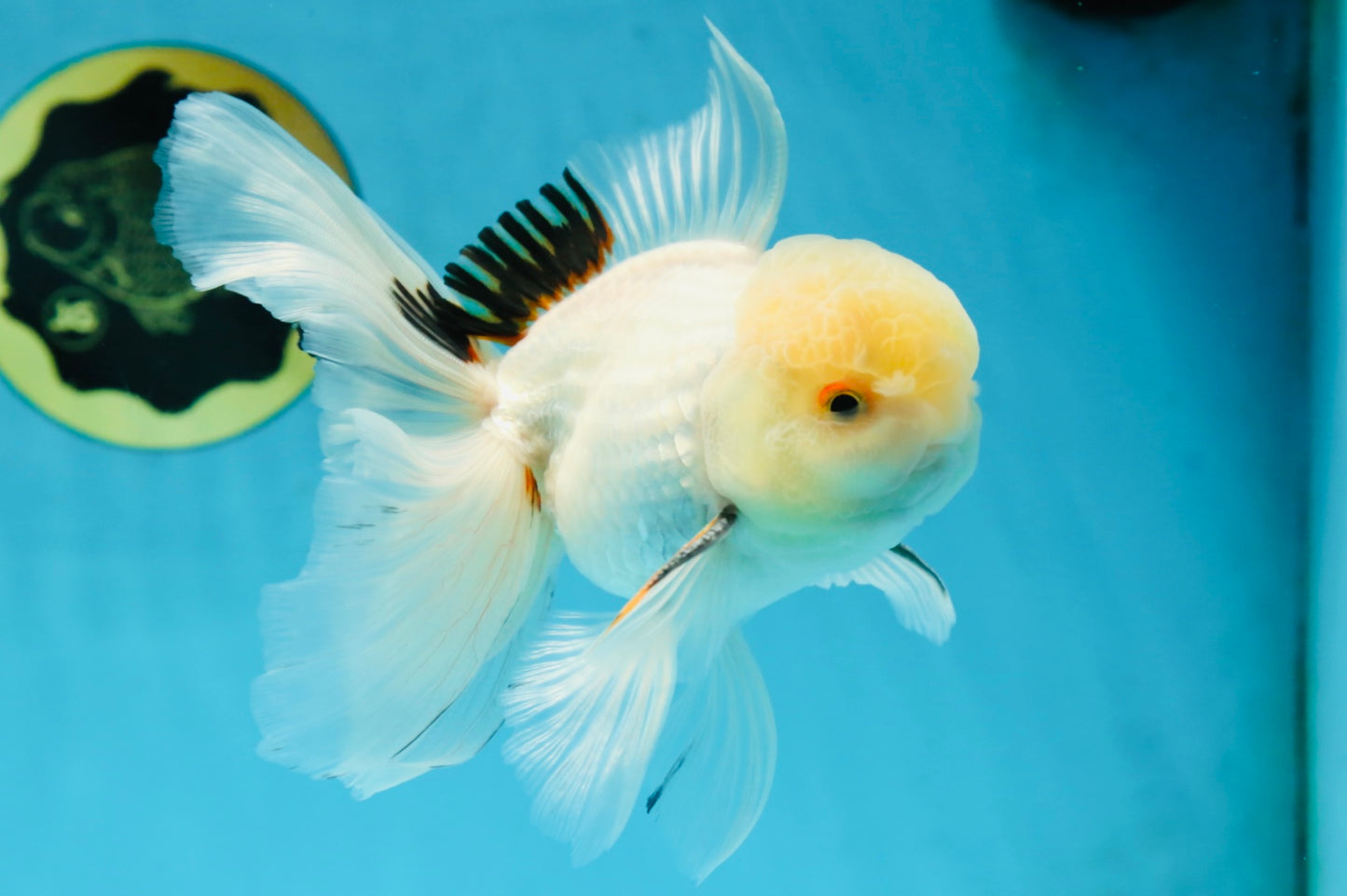 A Grade White Oranda Male 5.5 inches #052325OR_02