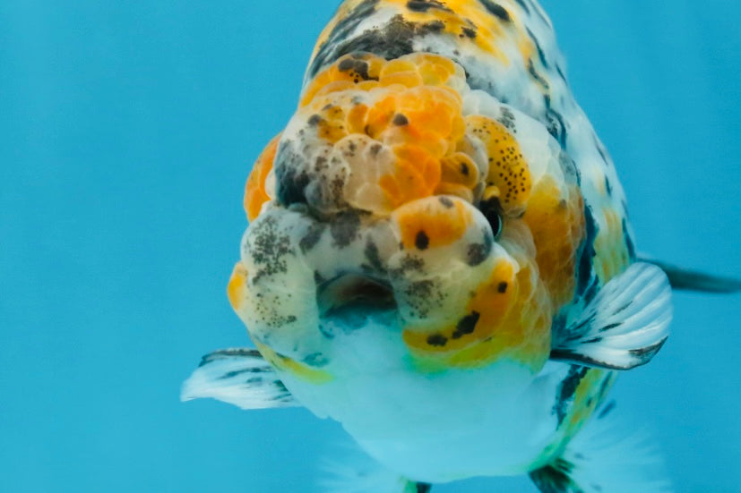 A Grade Tricolor Tiger LionKing 4.5-5 inches #062725LC_02