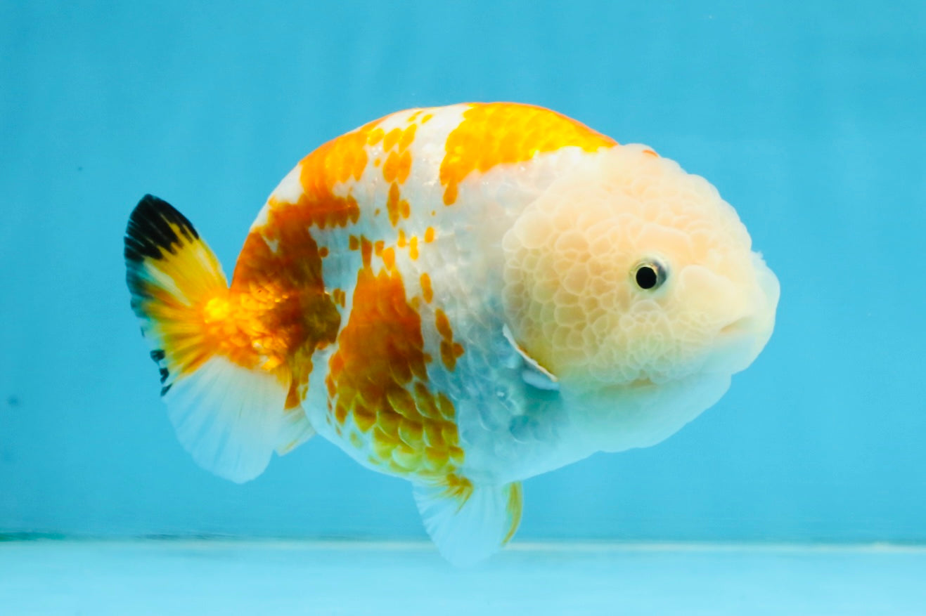 CHUBBY AAA Grade Kohaku Sakura LionQueen 4.5 inches #112825LC_01