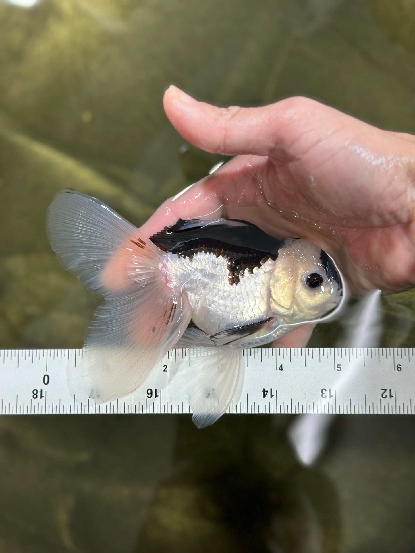 A Grade Panda Button Eyes Oranda Male 5 inches #010325OR_11