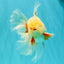 A Grade Lipstick Red White Oranda Male 5.5-6 inches #100926OR_14
