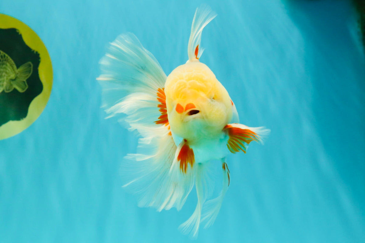 A Grade Lipstick Red White Oranda Male 5.5-6 inches #100926OR_14