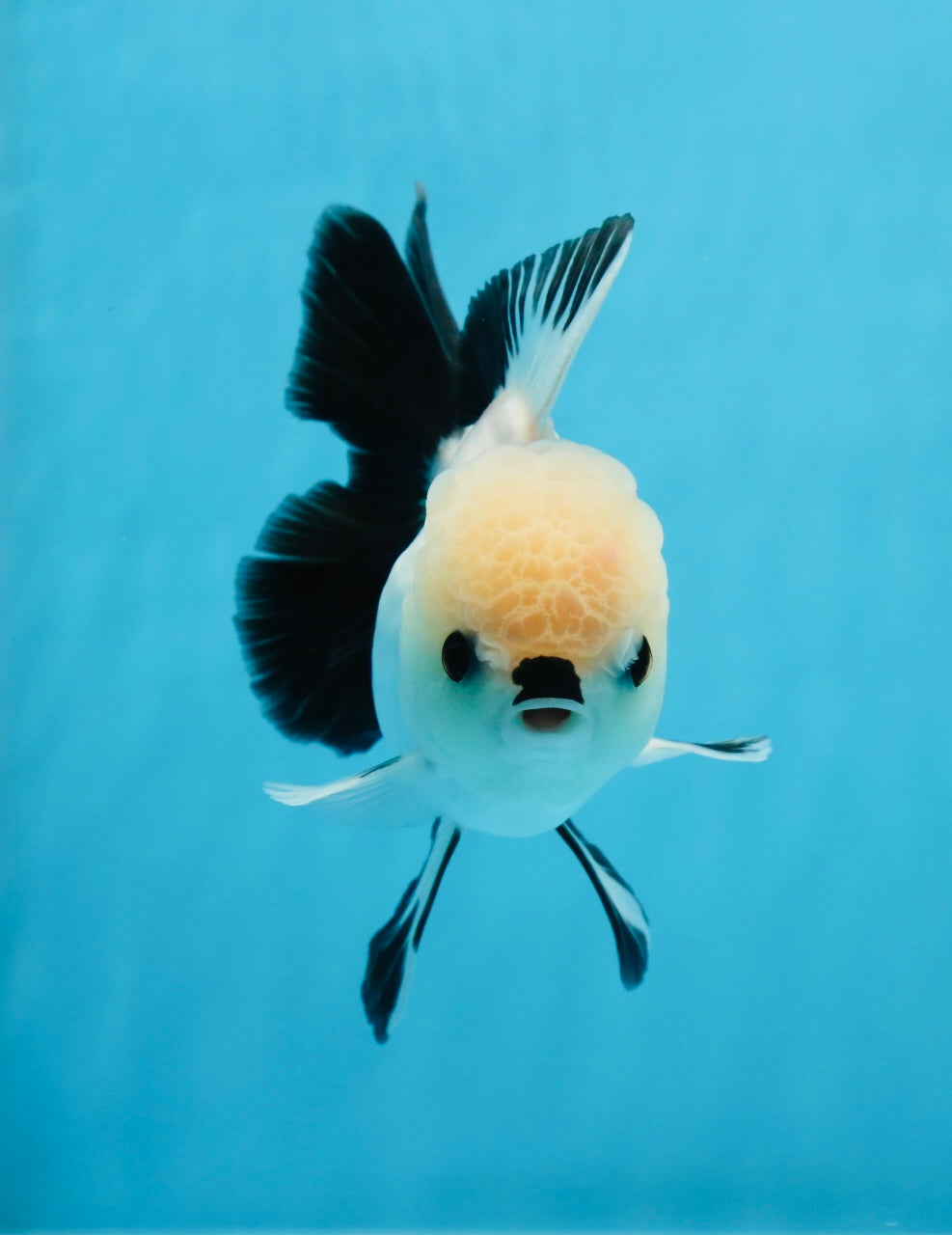 Panda oranda hembra de ojos de botón de grado A de 4,5 a 5 pulgadas n.° 0906OR_23