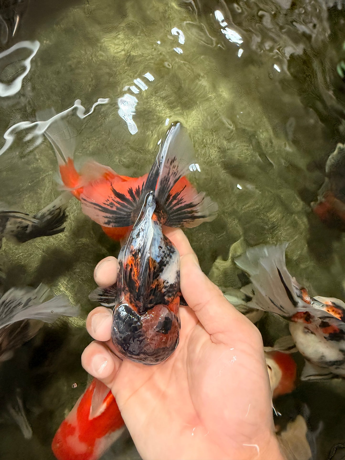 AAA Grade Calico Oranda Male 5 inches #070626OR_06