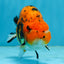 A Grade Tiger Ranchu Male 5 inches #062725LC_04