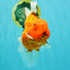 A Grade Super Big Body Tiger Oranda Male 6.5 inches #061926OR_04