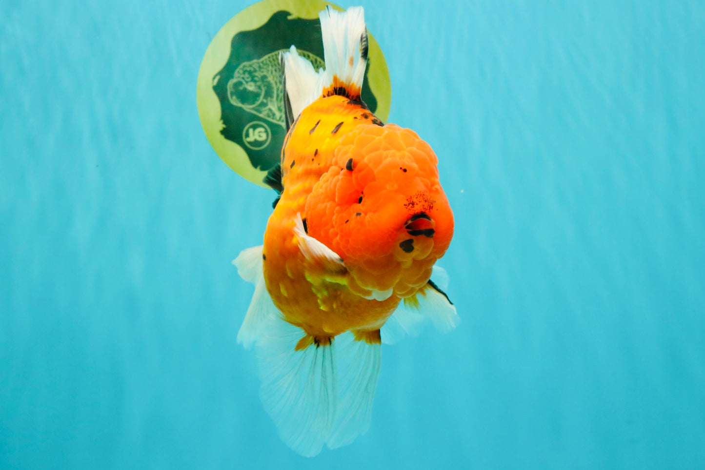 A Grade Super Big Body Tiger Oranda Male 6.5 inches #061926OR_04