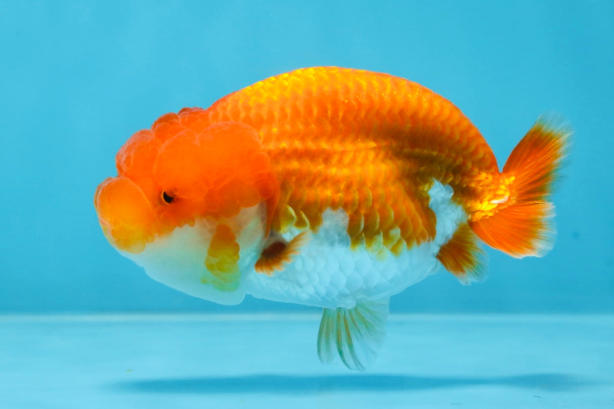 SUPER CUTE AAA Grade Red White LionQueen 4 inches #101725LC_12