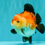 SUPER CUTE AAA Grade Tricolor Yuanbao Male 5 inches #071026YB_17
