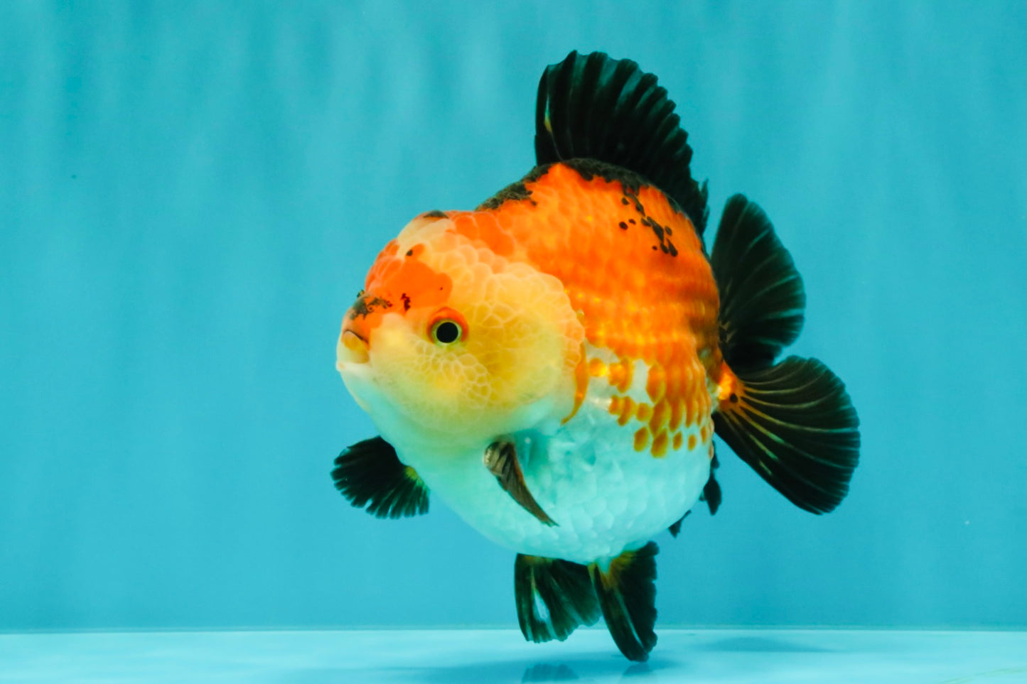 SUPER CUTE AAA Grade Tricolor Yuanbao Male 5 inches #071026YB_17