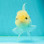 A Grade BULLDOG Lemonhead Oranda Male 4.5-5 inches #1018OR_22