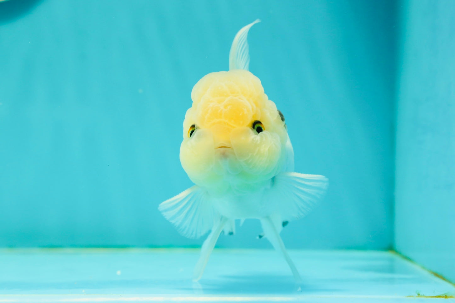 A Grade BULLDOG Lemonhead Oranda Male 4.5-5 inches #1018OR_22