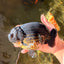 JAMES BOND AAA Grade Black Ranchu Female 6 inches #100926RC_34