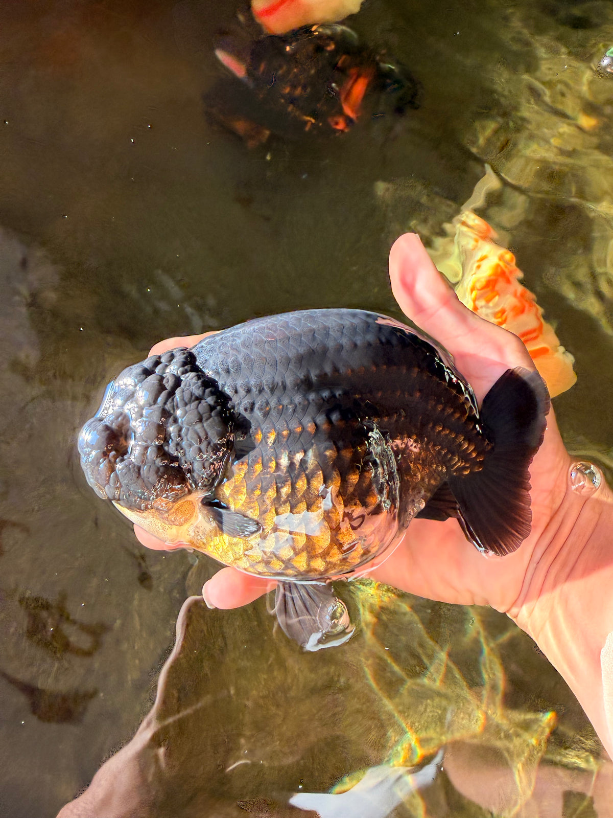 JAMES BOND AAA Grade Black Ranchu Female 6 inches #100926RC_34